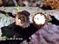 Cyathus striatus-amf739